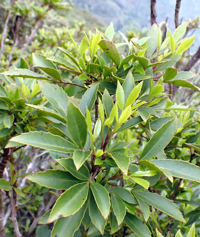 Haumakoroa (Raukaua simplex)