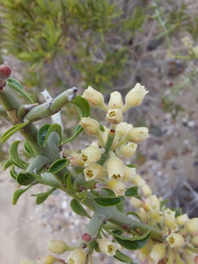 Retanilla patagonica (Retanilla patagonica)