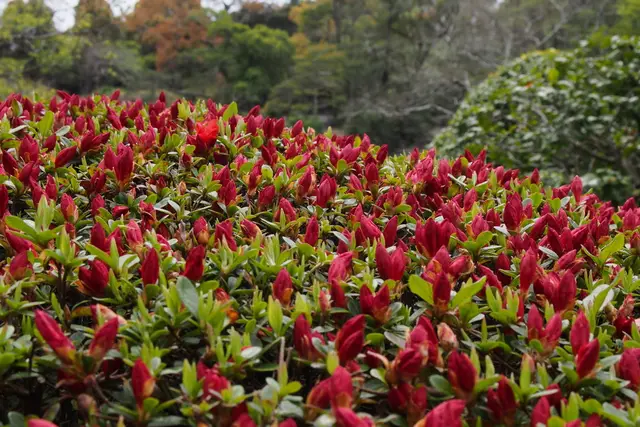 Kurume azalea (Rhododendron obtusum)