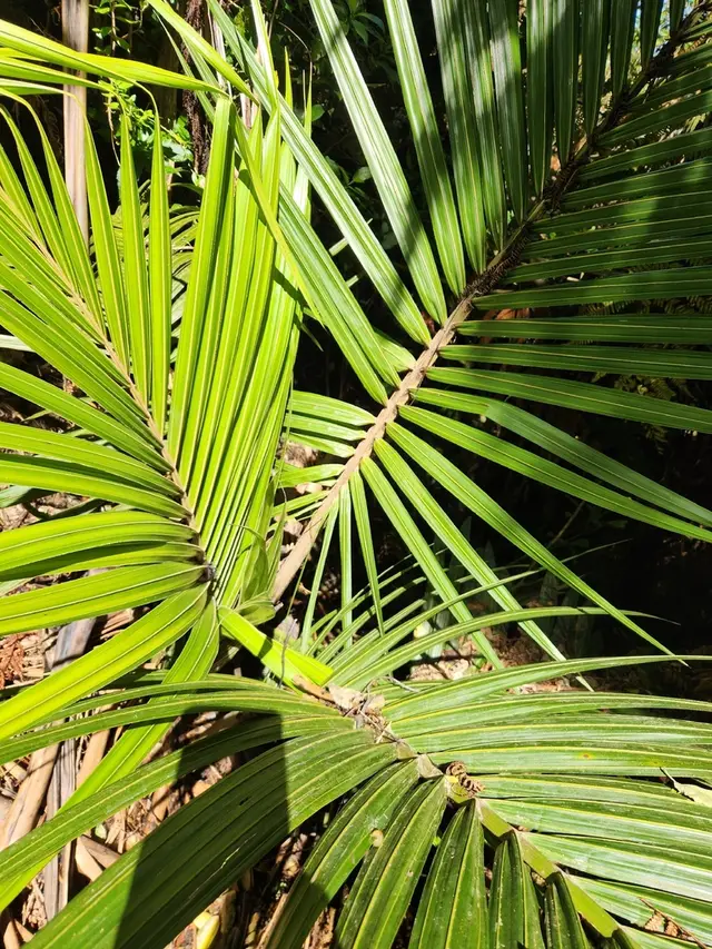 Nīkau palm (Rhopalostylis sapida)