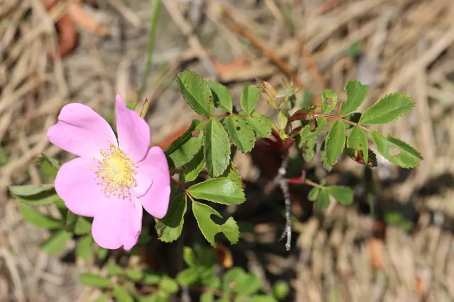 Virginia rose (Rosa virginiana)