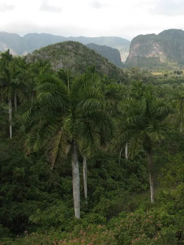 Royal palm (Roystonea spp.)