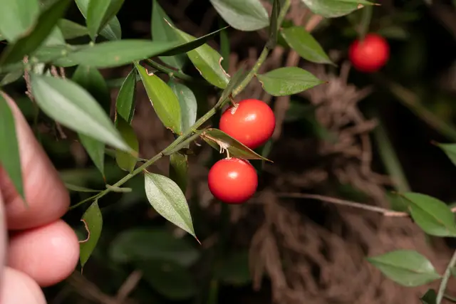 Butcher's broom (Ruscus aculeatus)