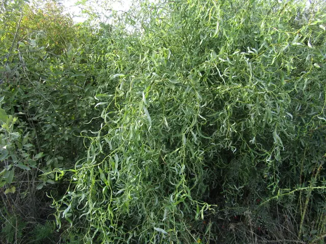 Weeping willow (Salix babylonica)