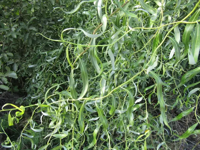 Contorted willow (Salix matsudana 'Tortuosa')