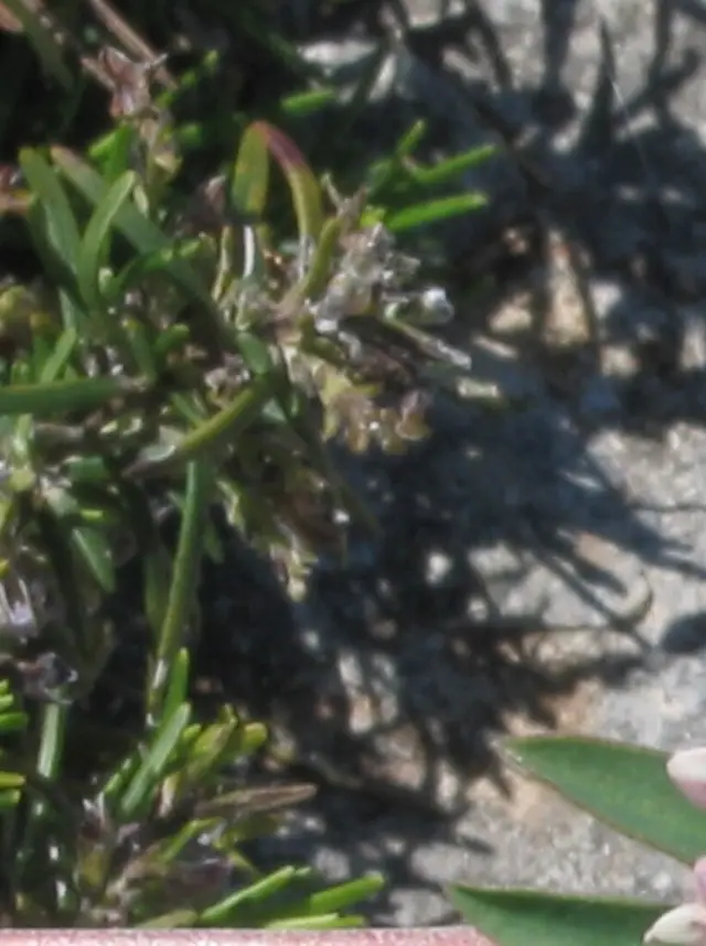 Rosemary (Salvia rosmarinus)