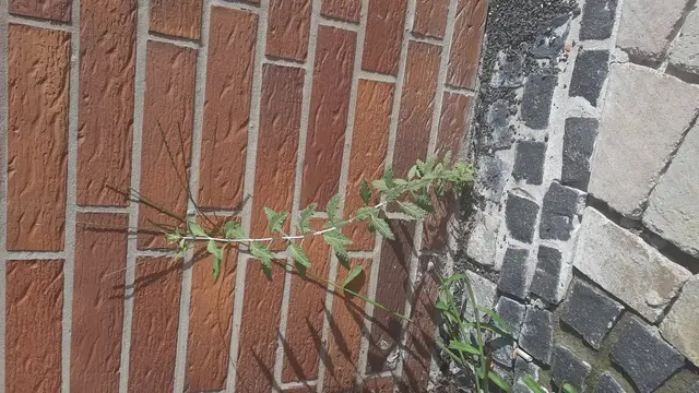 Russian sage (Salvia yangii)