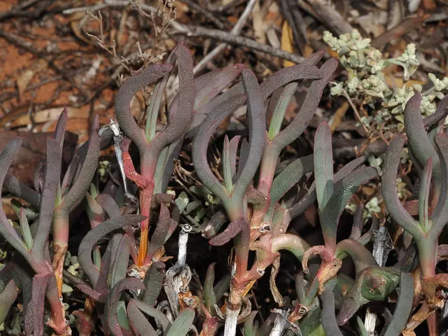 Sarcozona (Sarcozona praecox)