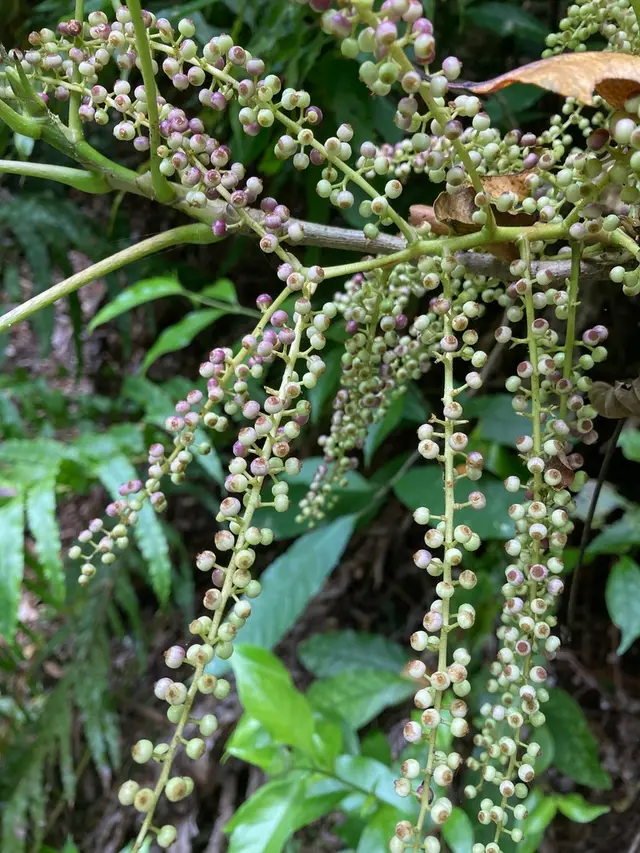 Patē (Schefflera digitata)