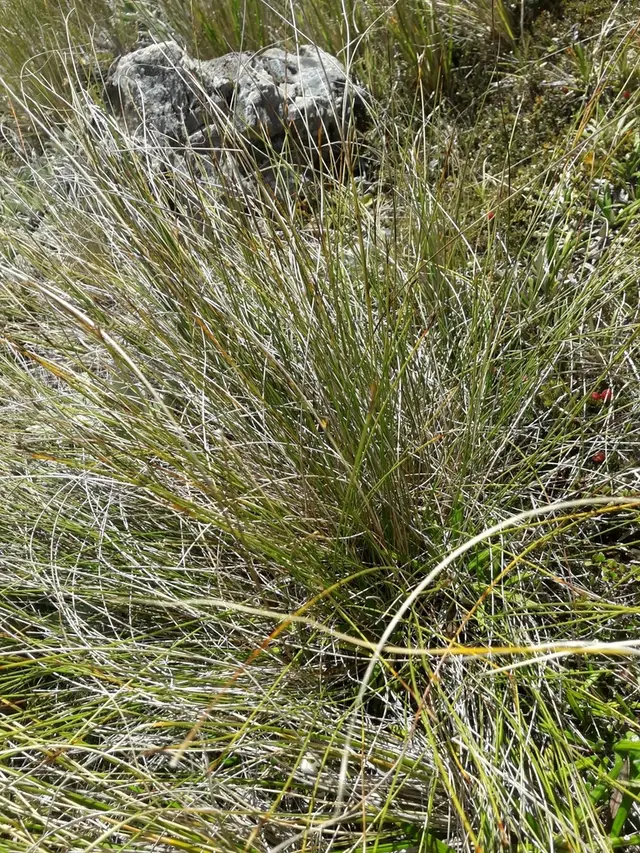 Bog rush (Schoenus pauciflorus)