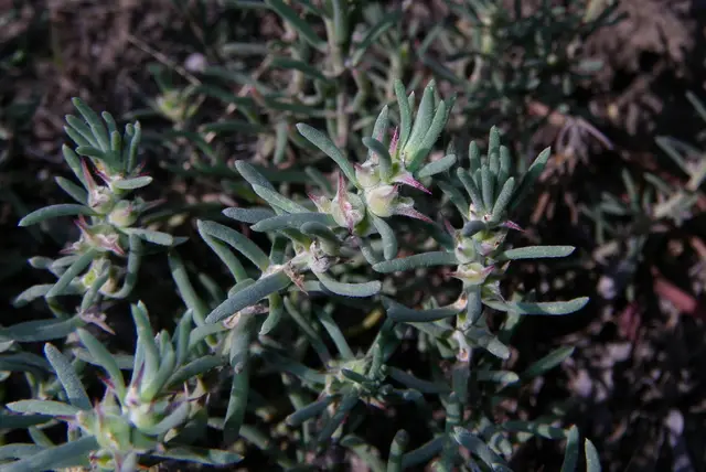 Grey Copperburr (Sclerolaena diacantha)