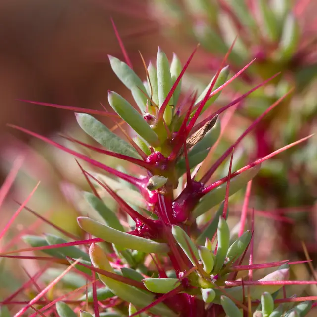 All Copperburrs (Sclerolaena spp.)