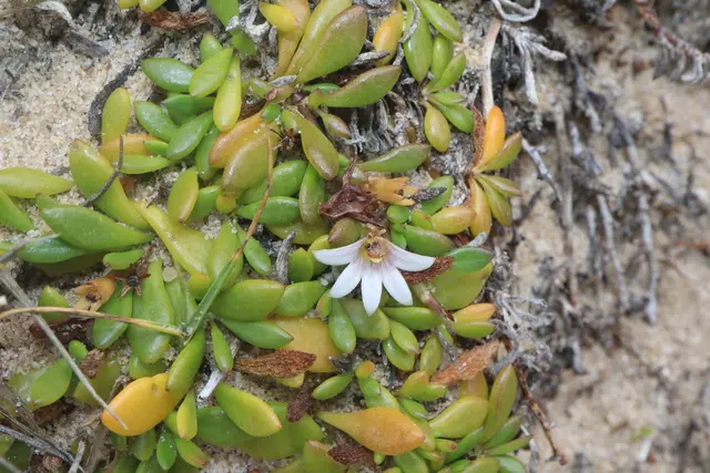 Shiny Swamp-mat (Selliera radicans)