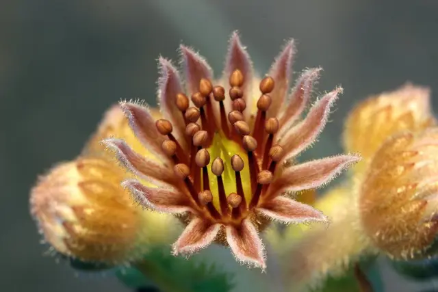 Hens and chicks (Sempervivum tectorum)