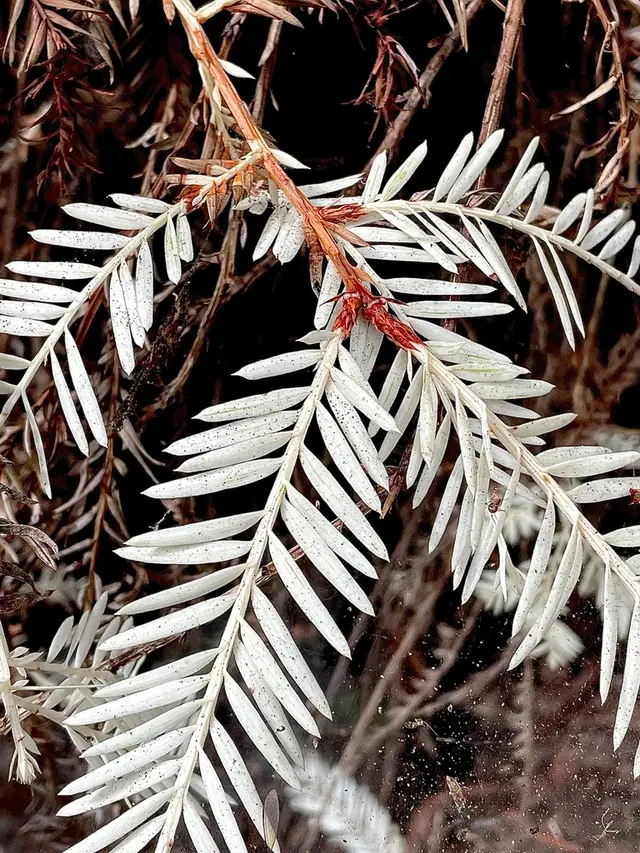 Coast Redwood (Sequoia sp.)