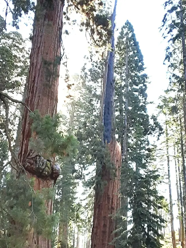 Giant Sequoia (Sequoiadendron sp.)