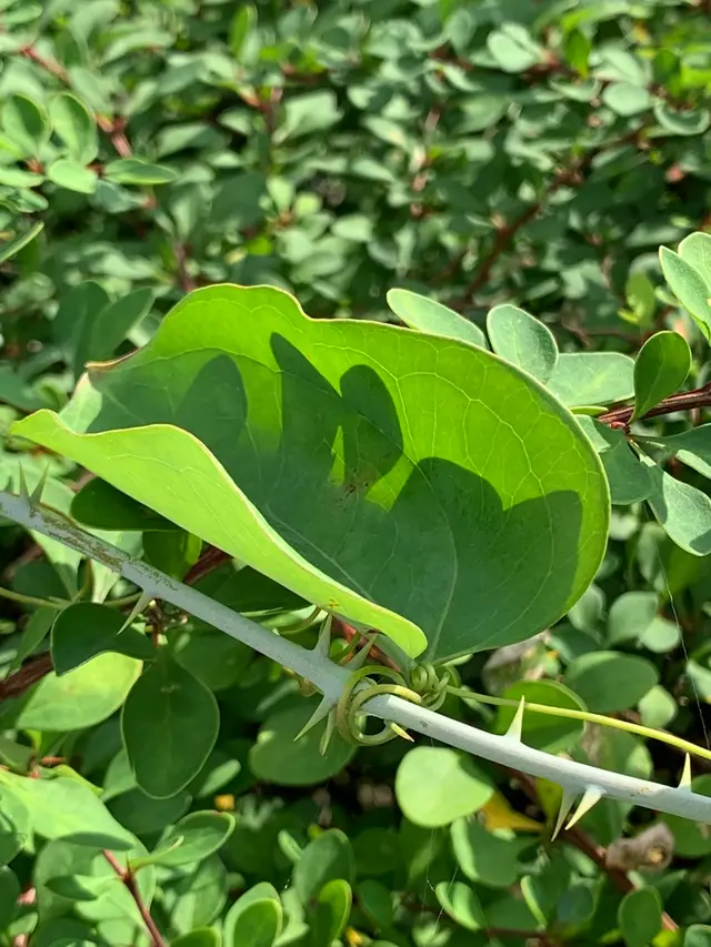 Greenbrier, Smilax, Catbrier (Smilax rotundifolia)