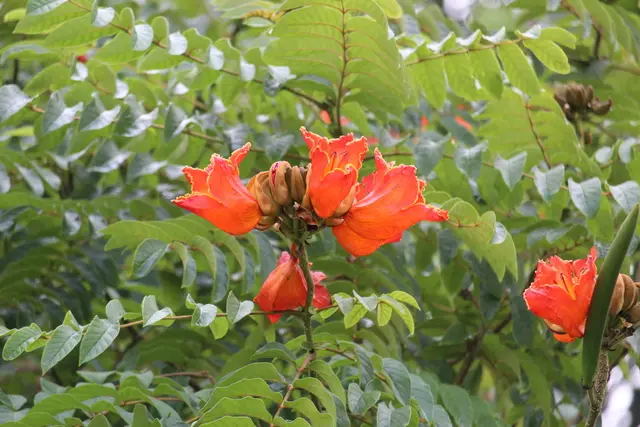 African Tulip Tree (Spathodea campanulata)