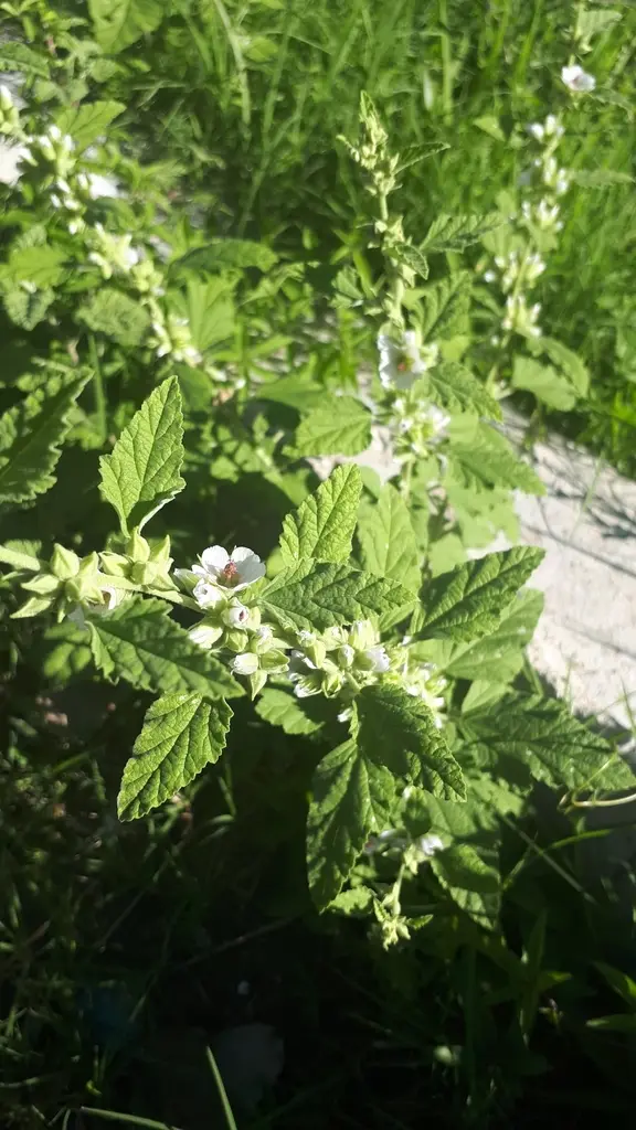 Globemallow (Sphaeralcea spp.)