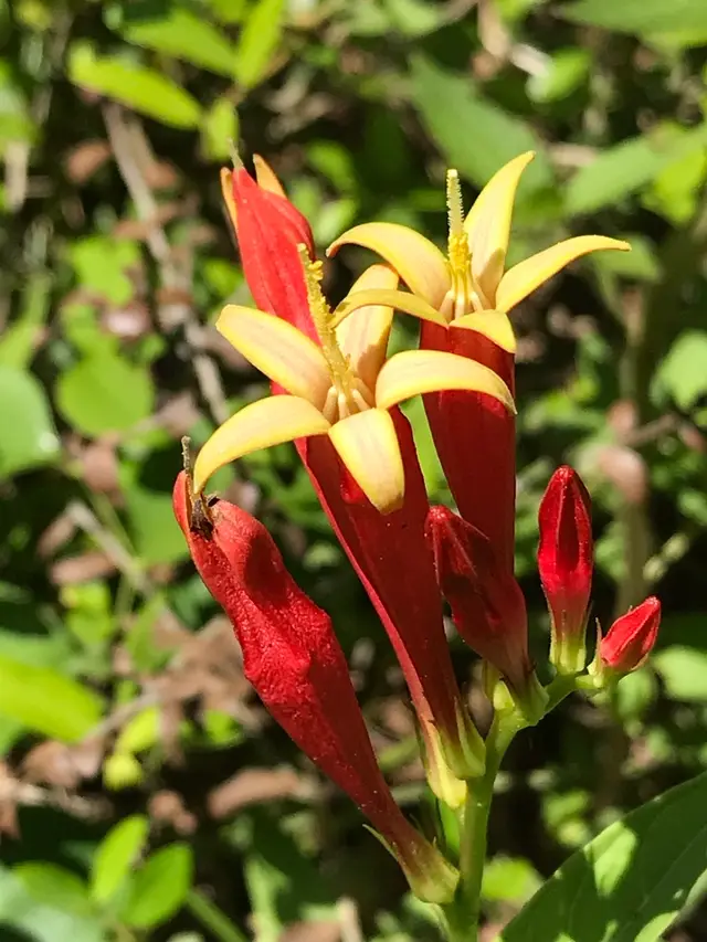 Indian pink (Spigelia marilandica)