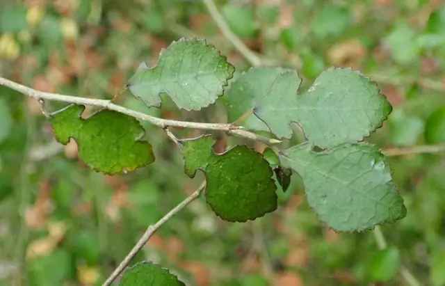 Small-leaved milk tree (Streblus heterophyllus)