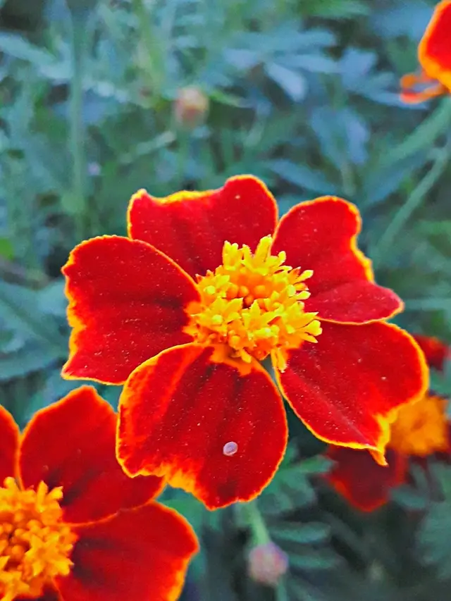 Tagetes (Tagetes sp.)