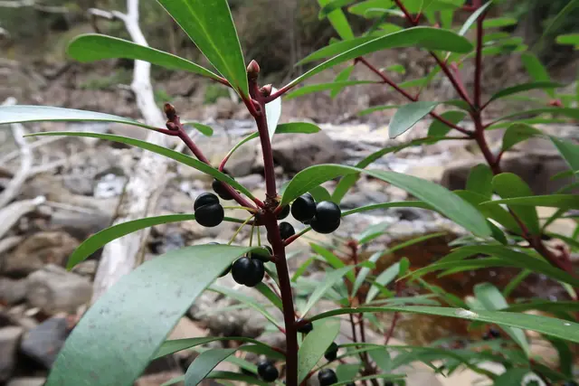 Native Pepper (Tasmannia lanceolata)