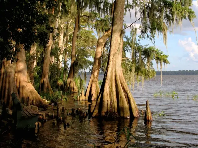 Baldcypress (Taxodium distichum)