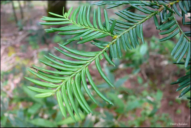 Japanese yew (Taxus cuspidata)