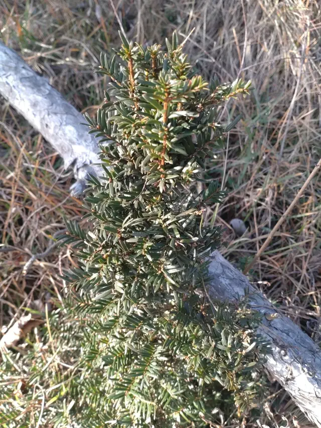 Anglojapanese yew (Taxus xmedia)