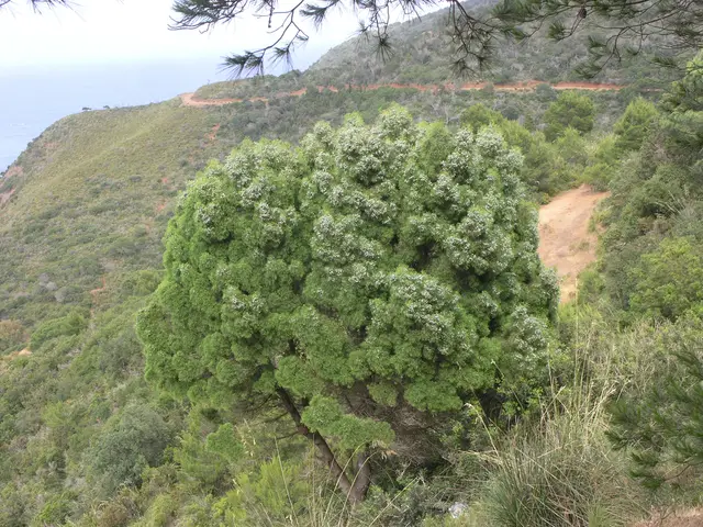 Sandarac tree (Tetraclinis articulata)