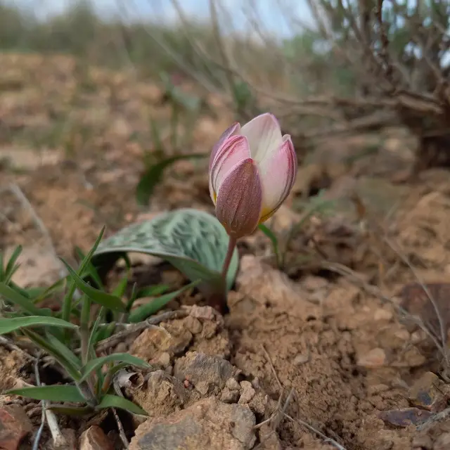 Tulip (Tulipa sp.)