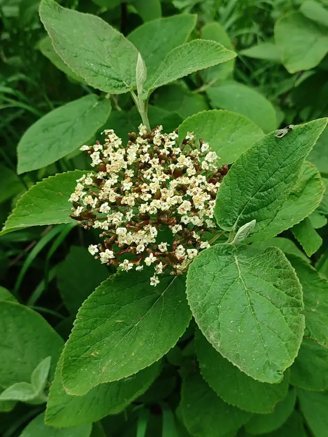 Wayfaringtree viburnum (Viburnum lantana)