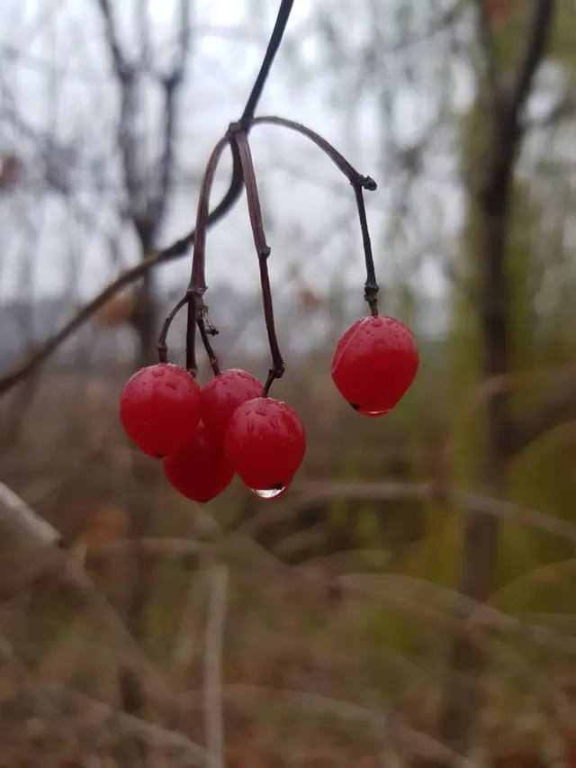 European cranberry highbush viburnum (Viburnum opulus)
