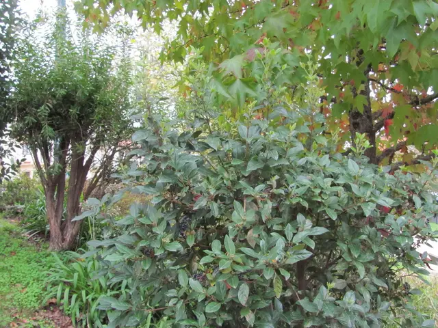 Laurustinus (Viburnum tinus)