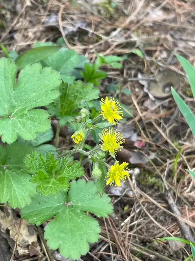 Barren Strawberry (Waldsteinia spp.)