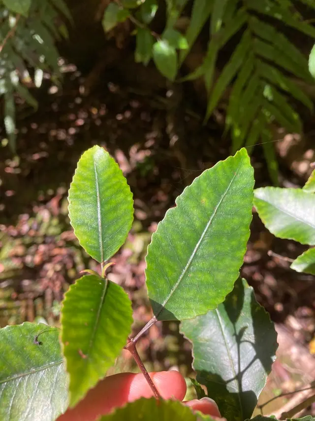 Kāmahi (Weinmannia racemosa)
