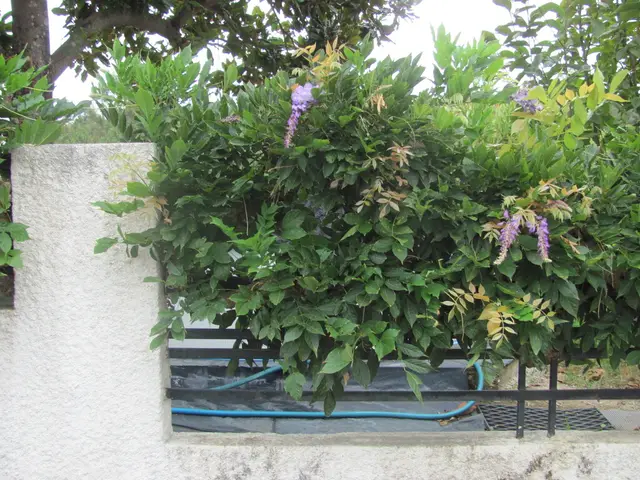 Wisteria (Wisteria spp.)