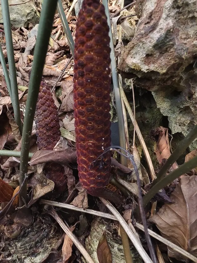 Coontie (Zamia pumila)